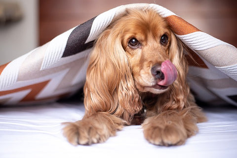 18 Most Common Cocker Spaniel Health Problems and How to Prevent