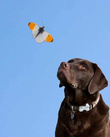 Blue Labrador