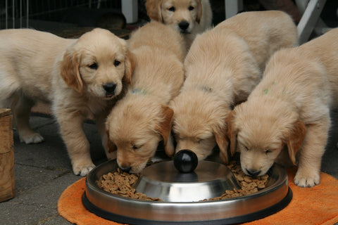 Puppy Nutrition 101: Building a Healthy Diet for Your Furry Friend