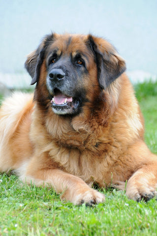 Leonberger