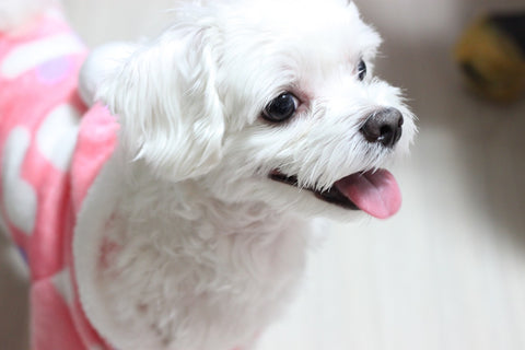 Feeding Your Maltese: A Complete Nutritional Guide