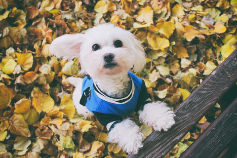 Feeding Your Maltese: A Complete Nutritional Guide