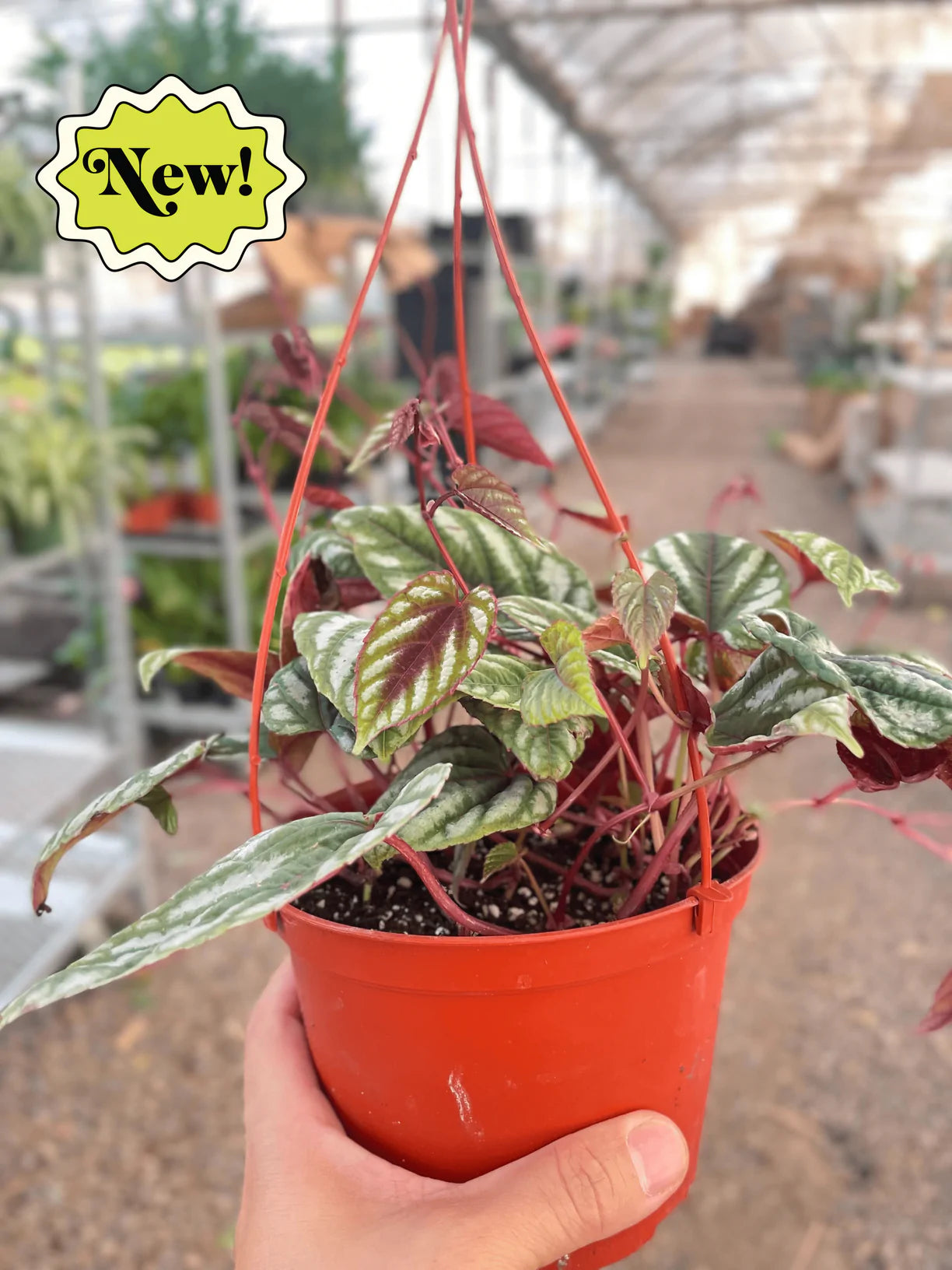 Begonia Rex Vine – The Plant Loft