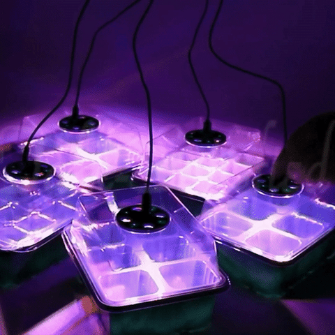 Intelligentize plateau de démarrage de graines de plantes économiques  élèvent la lumière chaude lumière 12 cellules Pot semis intérieur jardin  Germination pépinière 