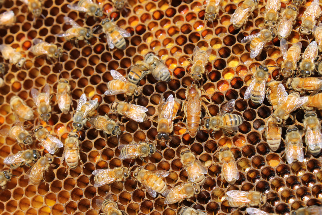 golden prairie honey farm