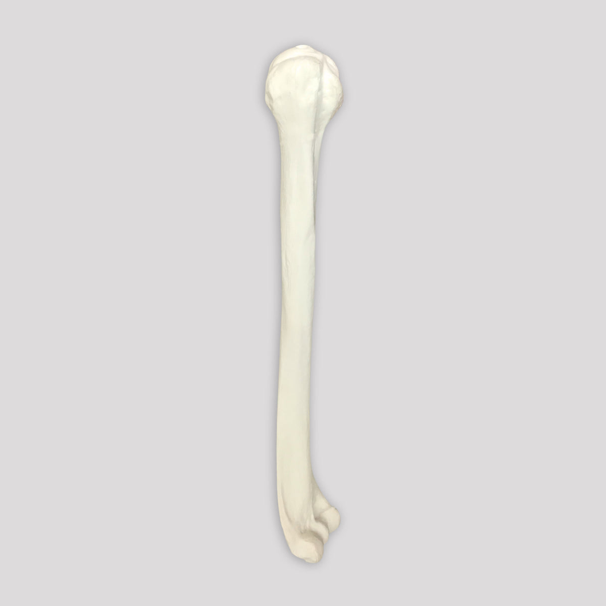 Budget Humerus Bone Model (Left)