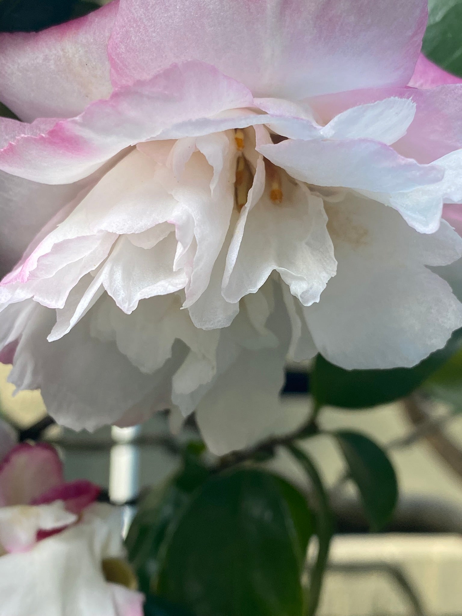 Blush pink and white camellia