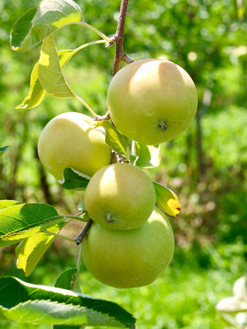 Albero con quattro mele