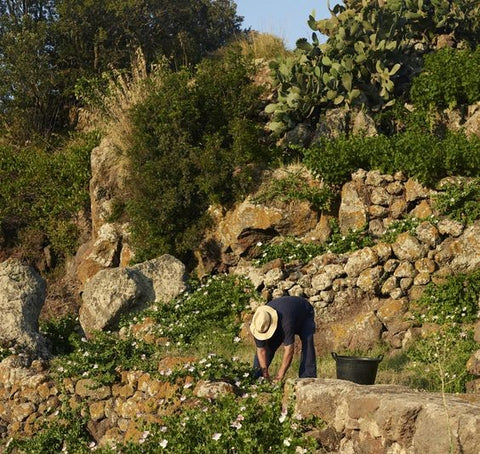 almond harvesting