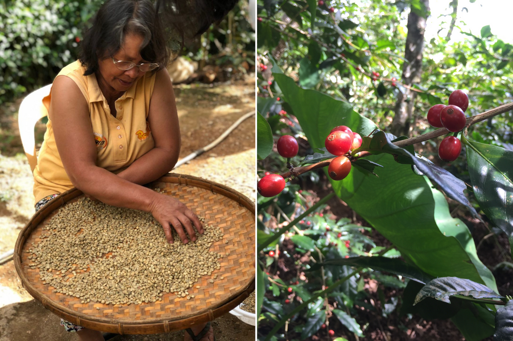 On the left: a coffee farmer sorts through green coffee; on the right: a close-up view of coffee shrub with ripe coffee cherries