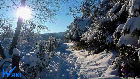 Promenade dans la neige