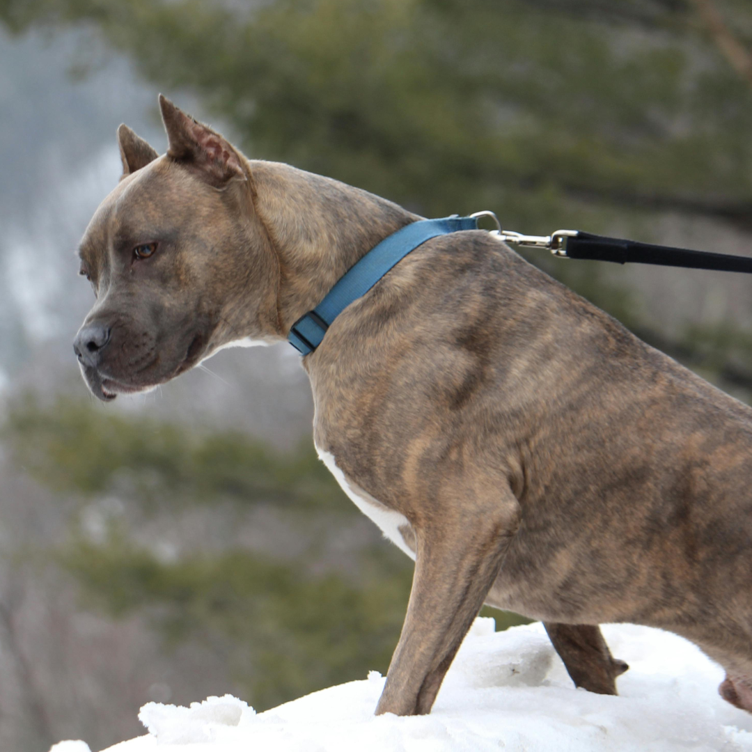 pecheras para pitbulls