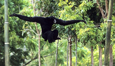 A gibbon swinging through the trees