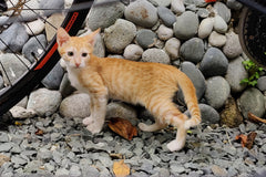 Photo of our orange kitten, Pomelo, in the bike wash gravel area next to Tal's bike.
