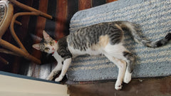 Piña the cat looking elegantly masungit while laying on the floor.