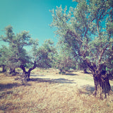 olive_trees