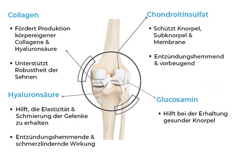Biomolecules for joints and tendons