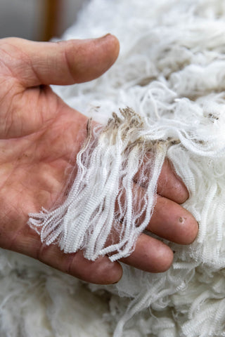 Picture of a mans hand holding merino wool fleece freshly shorn from the sheep