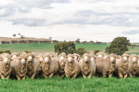 Picture of a mob of merino sheep in a green pasture looking towards the camera. 