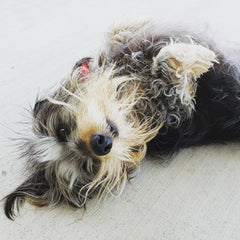 Picture of Grif, my black and tan long and wire-haired dachshund