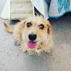 Picture of Tucker, my tan dachshund mutt