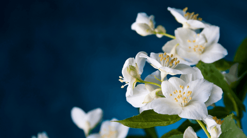 JASMINE-FLOWERS