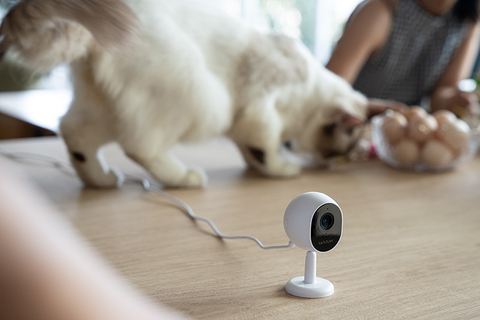 Monitor your cat with WUUK wonderful security camera.