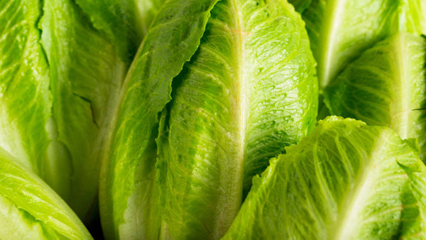 nourish-cooking-vegan-food-delivery-organic-baby-green-lettuce-romaine-houston-texas-cg