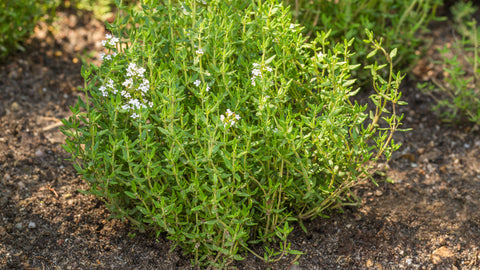 Greek Thyme: Cooking and Medicinal Info
