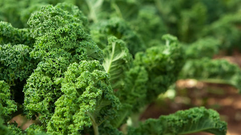 nourish-vegan-food-delivery-catering-houston-health-benefits-kale-garden