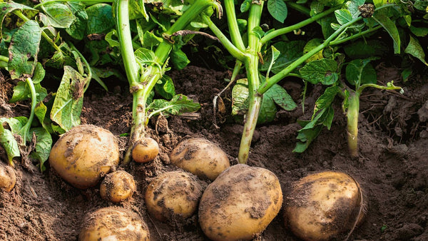 nourish-vegan-food-delivery-catering-houston-health-potato-growing-cg
