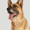 Star Pet Tag on a German Shepherd's collar, with the dog playfully sticking its tongue out. Engrave it for a personalized touch.