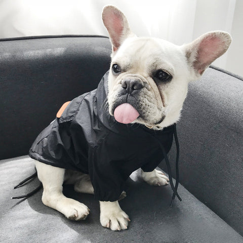 Sweat à capuche pour chien Stussy