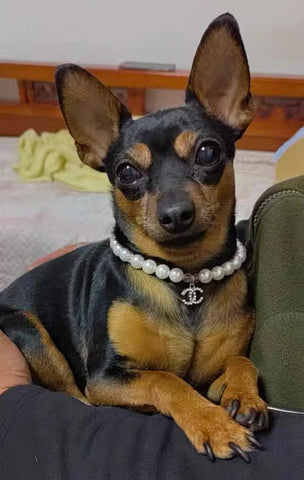 Buy Designer Dog Collar Harness Chanel 2023 - Puppy Streetwear Shop