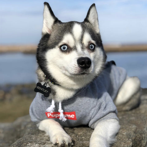 Sweat à capuche pour chien Supreme