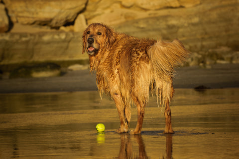 dog and ball