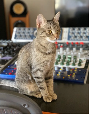 Cat in Ludwig's mastering studio 