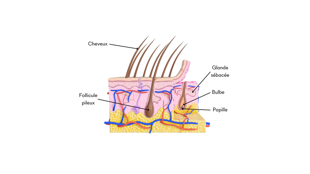 Follicule pileux