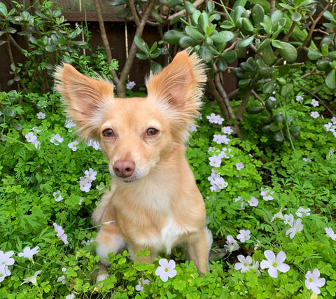 Photo of my dog Whiskey in the garden surrounded by little wild flowers