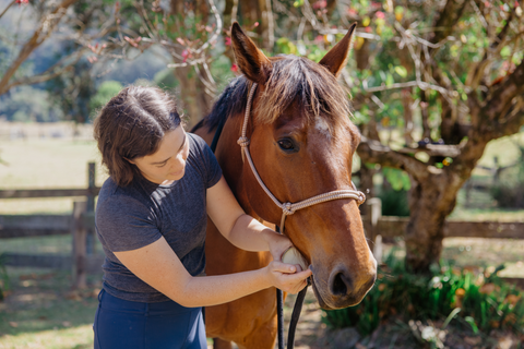 Applying Buzz Butter Bit Butter to horse's mouth