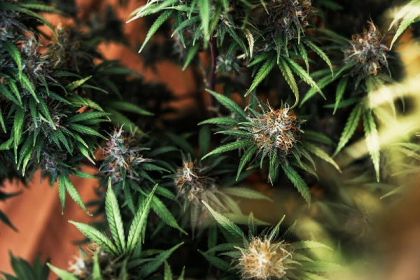 marijuana hydroponics