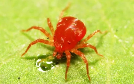 red spider on cannabis leaf