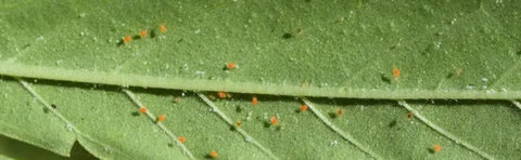 red spiders on cannabis plant