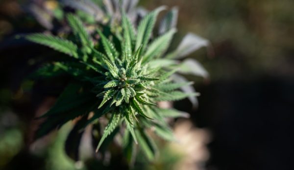 carencias y exceso de nutrientes en plantas de marihuanas