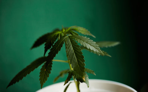 potted cannabis plant on a green background