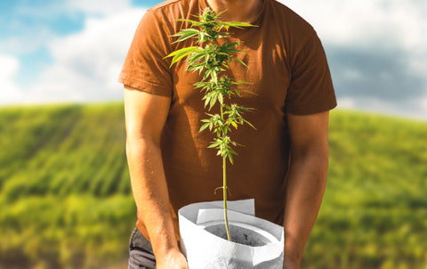 hombre con camiseta de manga corta sujetando maceta con planta de cannabis