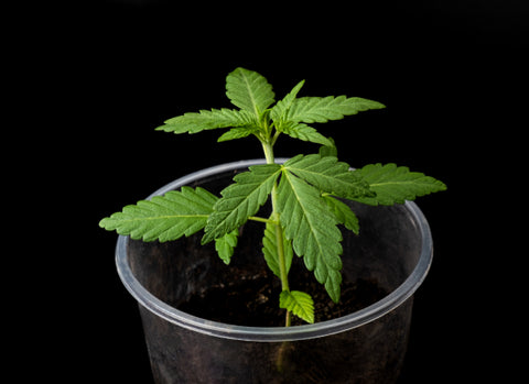 planta de cannabis en maceta de plástico sobre fondo negro