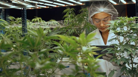 mujer con traje de protección y tablet observando plantas de cannabis