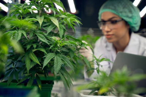 chica con traje de protección observando plantas de cannabis en un cultivo indoor