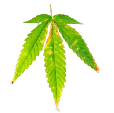 damaged cannabis leaf